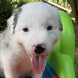 Terry - White and blue merle Border Collie puppy in Huntersville, North Carolina from MJ Border Collies