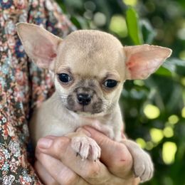 Sammy - Fawn male Chihuahua puppy in Allentown, Pennsylvania from Tsunami Cockers & Chihuahuas