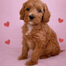 Munchkin - Red female Australian Labradoodle puppy in Londonderry, New Hampshire from Granite State Labradoodles