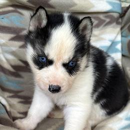 Siberian Husky puppies from Siberians of WildHeart
