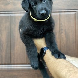 German Shepherd Puppies from Cave Canem German Shepherds