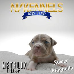 Girl 1 - American Bully puppy in Ocean City, Maryland from NV Kennels
