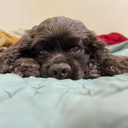 Cocker Spaniel All Grown Up from Once Upon a Time Cockers
