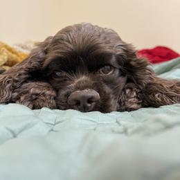 Cocker Spaniel All Grown Up from Once Upon a Time Cockers