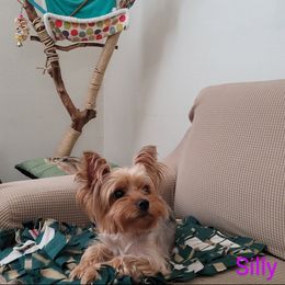 Yorkshire Terrier Puppies from Cantlon Yorkshire Terriers