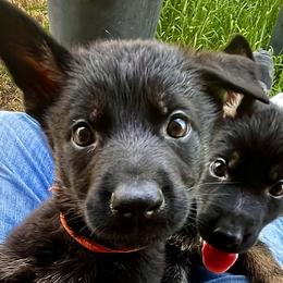 German Shepherds and Yorkshire Terriers from CISCOK9