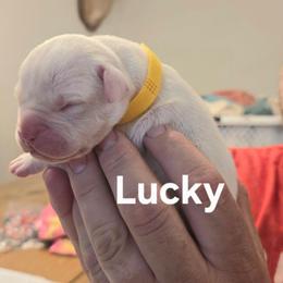 Lucky - White male American Bulldog puppy in Homer, Georgia from Valor American Bulldogs