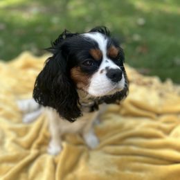 Cavalier King Charles Spaniel and Cavapoo Puppies from Cavalier Girls