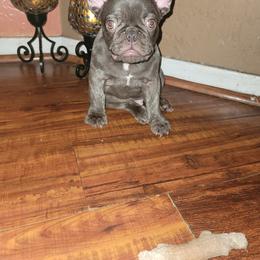 French Bulldog Puppies from Culichitown Frenchies
