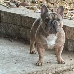 Krypto - French Bulldog