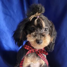 Poodle Puppies from Bobbies poodles