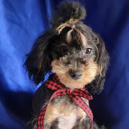 Poodle Puppies from Bobbies poodles