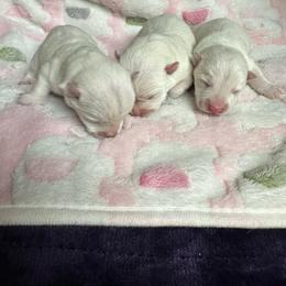 Boy 2 - White male West Highland White Terrier puppy in Scurry, Texas from Karen Williams's West Highland White Terriers