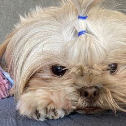 Bernedoodles and Shihpoos from Gaston’s Posh Poodles and Doodles