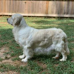 Golden Retrievers from Dreaming Tree Goldens
