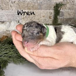 Wren - Merle female Bernedoodle puppy in Midland, Michigan from Northern Charm Farm