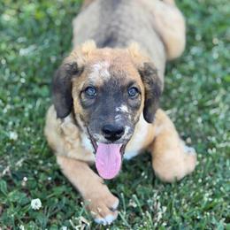 Patsy - Unfurnished Coat - female Australian Mountain Doodle puppy in Pittsburgh, Pennsylvania from WestPenn Doodles LLC