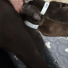 Number 3 - Chocolate male Labrador Retriever puppy in Greenville, North Carolina from Gales Creek Labrador Retrievers