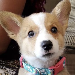 Pembroke Welsh Corgi Puppies from Southern Raised Corgis