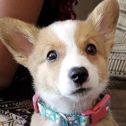 Pembroke Welsh Corgi Puppies from Southern Raised Corgis