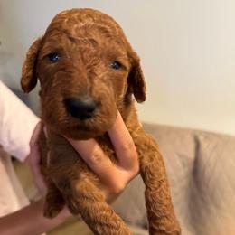 Yellow collar - Red  female Poodle puppy in Riverside, California from Riverside red poodles