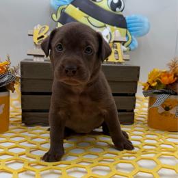 Light pink - Chocolate female Labrador Retriever puppy in Heath Springs, South Carolina from Rich Hill Retrievers