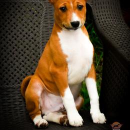 Edward - Red and white male Basenji puppy in San Diego, California from Triforce Basenjis