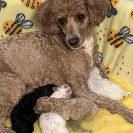 Sophie - Poodle