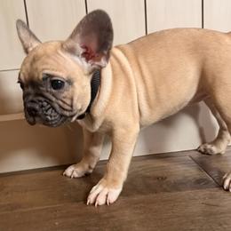 Sammy - Cream female French Bulldog puppy in Salem, Illinois from Itsabulldogthing