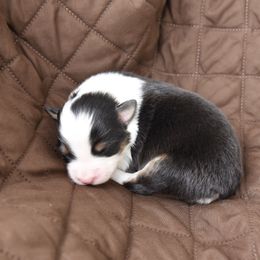Australian Shepherd Puppies from NorthRidge Australian Shepherds