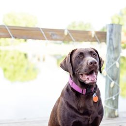 Double Doodle and Labrador Retriever All Grown Up from McCreary Highlander Labradors
