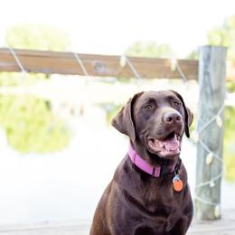 Double Doodle and Labrador Retriever All Grown Up from McCreary Highlander Labradors