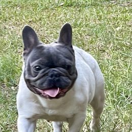 "Gigi " French Bulldog All Grown Up from YZC Frenchies at 4C Ranch