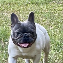 "Gigi " French Bulldog All Grown Up from YZC Frenchies at 4C Ranch