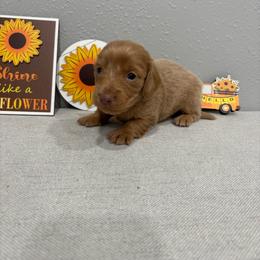 Cooper - Red male Dachshund puppy in Wayland, Iowa from CR Kennels