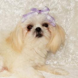 KIZI - Shih Tzu