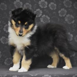 Cody - Black white and tan male Collie puppy in Danville, Pennsylvania from Brookwood Collies, Smooth & Rough