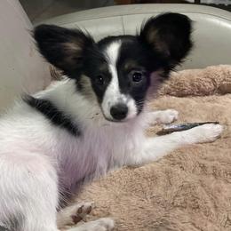 Olive - White black and tan female Papillon puppy in Central Florida, Florida from Sunshine Papillons Central Florida