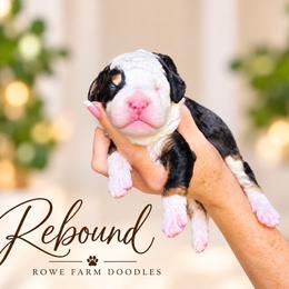 Rebound - Tri-color male Bernedoodle puppy in Henry, Illinois from Rowe Farms Doodles