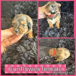 Sunflower - Red female Dachshund puppy in Elko, Nevada from Willow Creek Dachshunds, and Collies