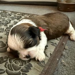 Gonzo - Brindle and white male Cavatzu puppy in Saint Paul, Minnesota from Amy’s Puppy Tzu