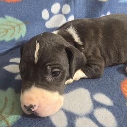 Mantle Male E - Mantle male Great Dane puppy in Golconda, Illinois from Breken Great Danes