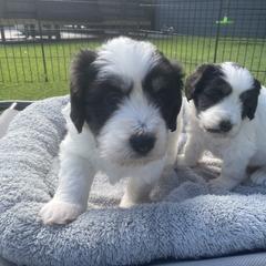 Polish Lowland Sheepdog Puppies from Ponavie PONs