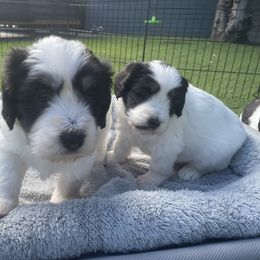 Polish Lowland Sheepdog Puppies from Ponavie PONs