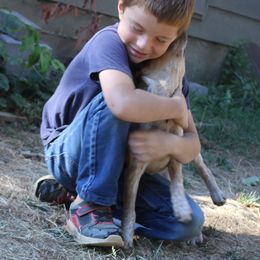 Australian Cattle Dog and Chihuahua Puppies from Cherished Chihuahuas