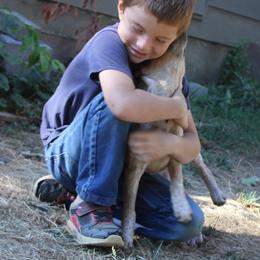 Australian Cattle Dog and Chihuahua Puppies from Cherished Chihuahuas