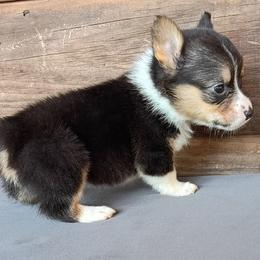 Lilly - Black and tan female Pembroke Welsh Corgi puppy in Checotah, Oklahoma from Skoal Creek Corgi's