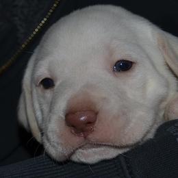 AKC OFA CAER DNA Loki - Yellow female Labrador Retriever puppy in Spring Creek, Nevada from Badland Kennel