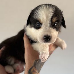 Boots - Black tri male Miniature American Shepherd puppy in Tucson, Arizona from Outlaw Minis