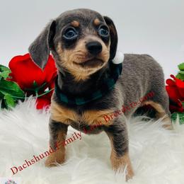 Chihuahua, Companion Cross, and Dachshund Puppies from Dachshund Family Love Breeders